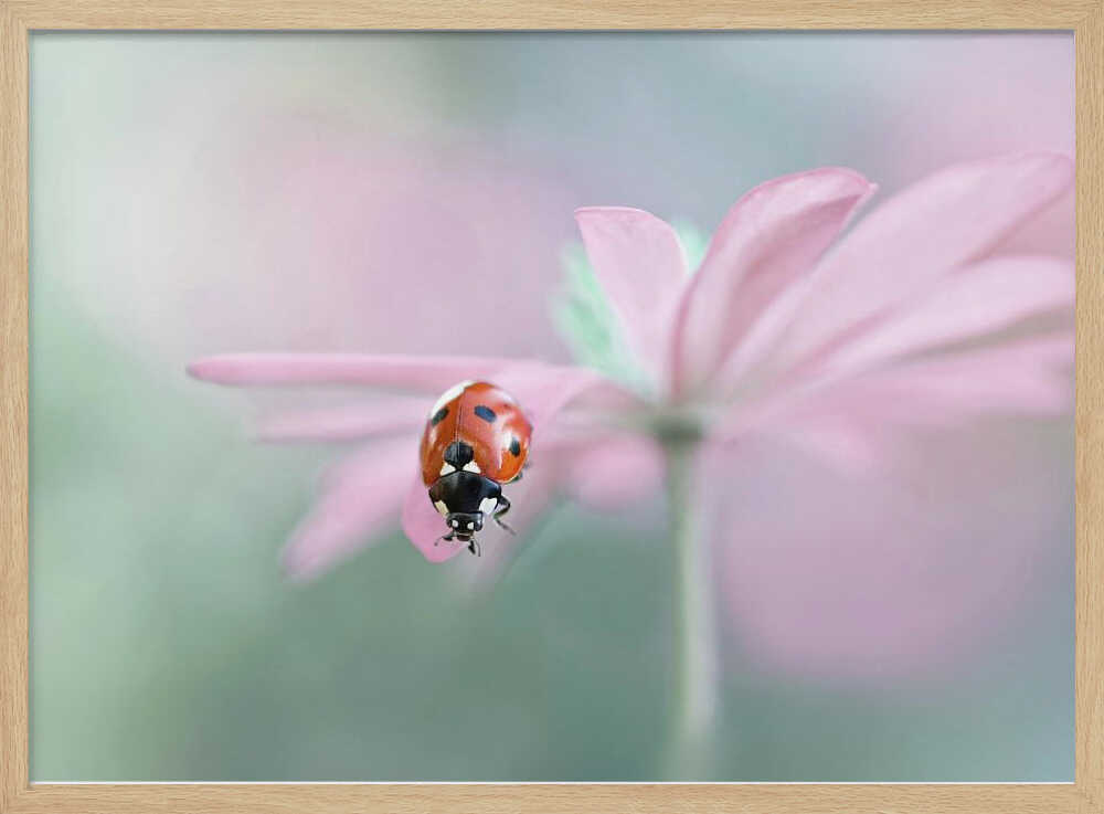 Ladybug on Pink Flower - Floral Photographic Stretched Canvas Poster or Fine Art Print