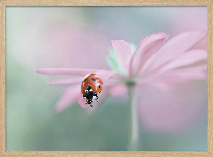 Ladybug on Pink Flower - Floral Photographic Stretched Canvas Poster or Fine Art Print