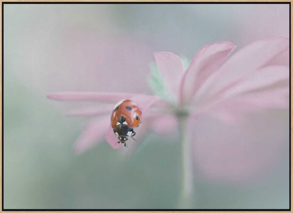 Ladybug on Pink Flower - Floral Photographic Stretched Canvas Poster or Fine Art Print