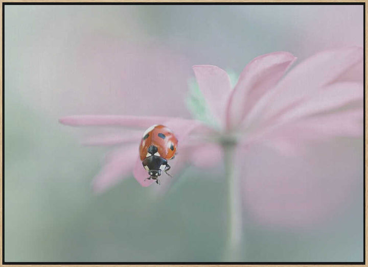Ladybug on Pink Flower - Floral Photographic Stretched Canvas Poster or Fine Art Print
