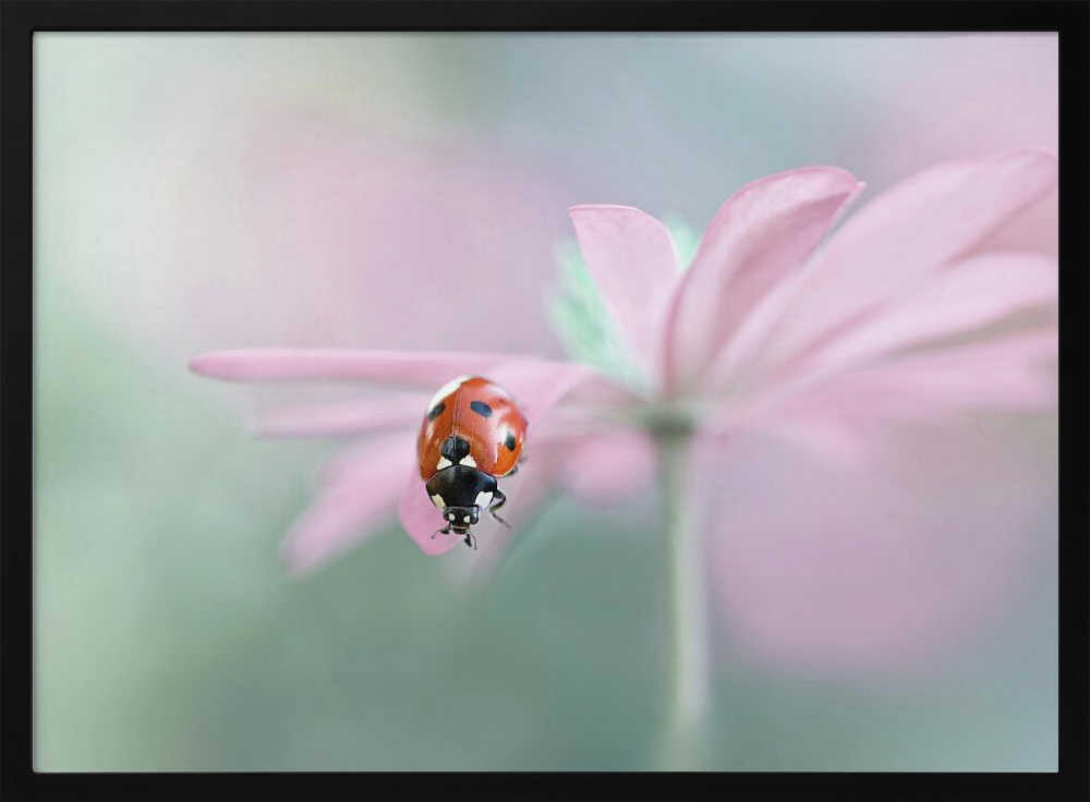 Ladybug on Pink Flower - Floral Photographic Stretched Canvas Poster or Fine Art Print