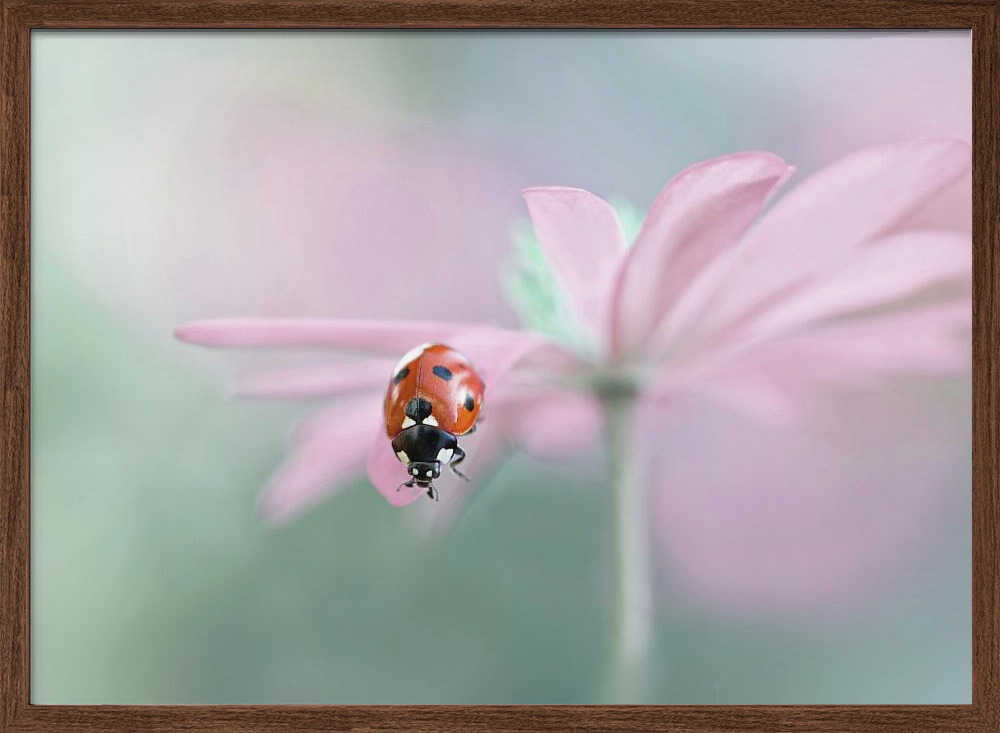 Ladybug on Pink Flower - Floral Photographic Stretched Canvas Poster or Fine Art Print