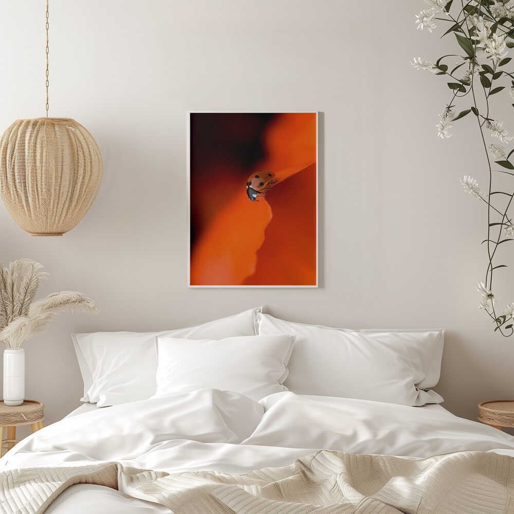 Ladybug on Red Petal - Stretched Canvas Poster or Fine Art Print