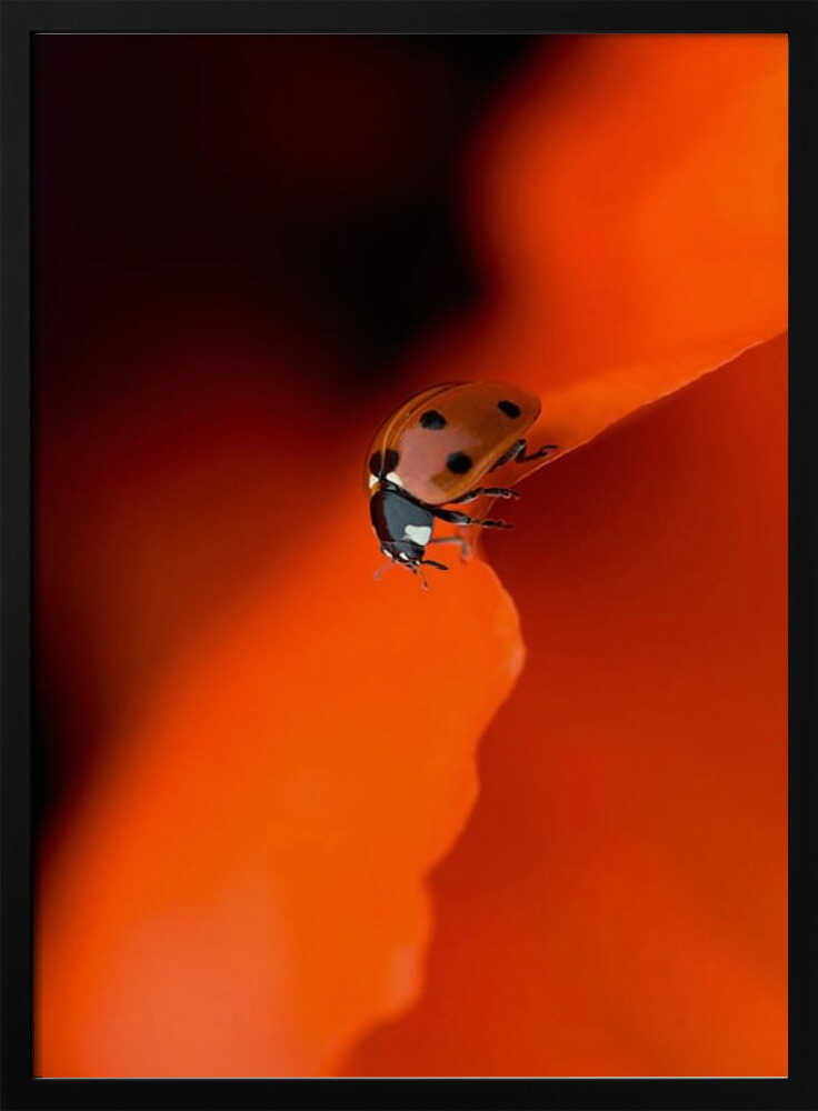 Ladybug on Red Petal - Stretched Canvas Poster or Fine Art Print