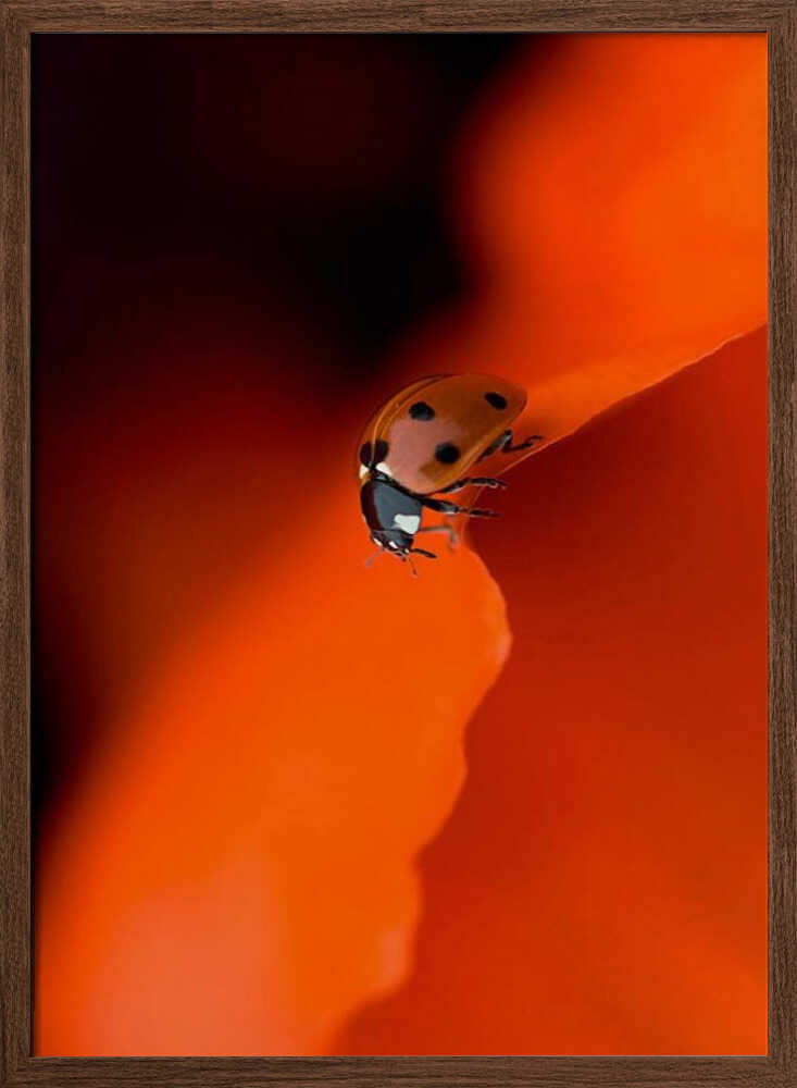 Ladybug on Red Petal - Stretched Canvas Poster or Fine Art Print