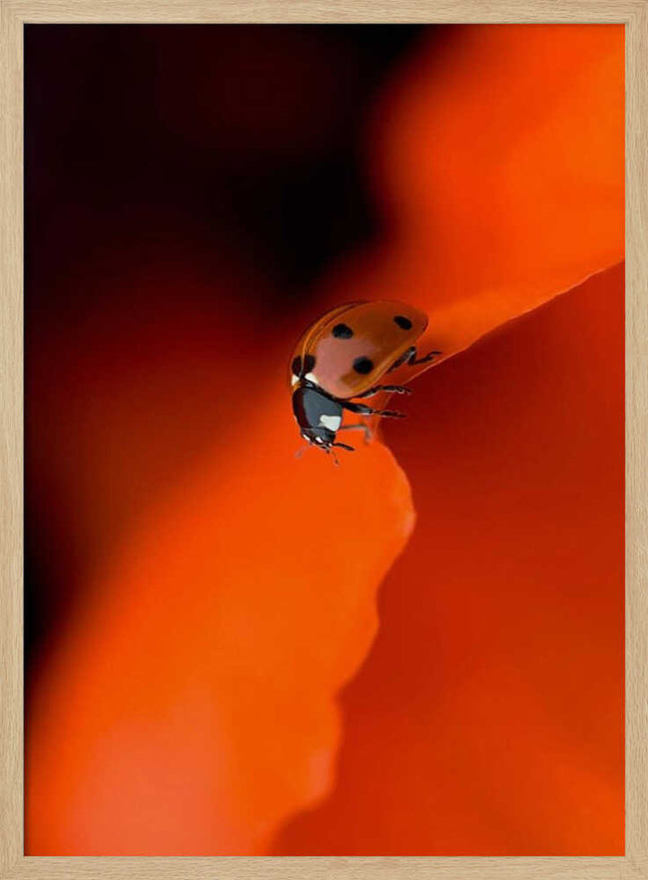 Ladybug on Red Petal - Stretched Canvas Poster or Fine Art Print