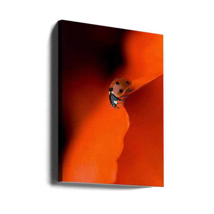 Ladybug on Red Petal - Stretched Canvas Poster or Fine Art Print