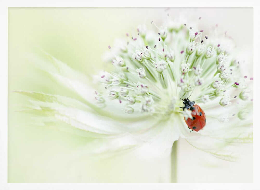 Ladybug on Soft Bloom - Floral Photographic Stretched Canvas Poster or Fine Art Print