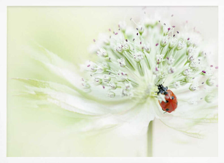 Ladybug on Soft Bloom - Floral Photographic Stretched Canvas Poster or Fine Art Print