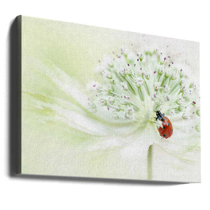 Ladybug on Soft Bloom - Floral Photographic Stretched Canvas Poster or Fine Art Print