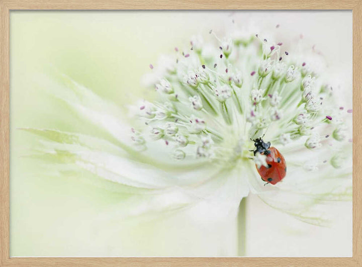 Ladybug on Soft Bloom - Floral Photographic Stretched Canvas Poster or Fine Art Print
