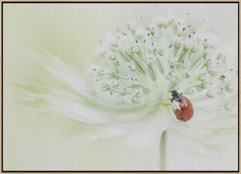 Ladybug on Soft Bloom - Floral Photographic Stretched Canvas Poster or Fine Art Print
