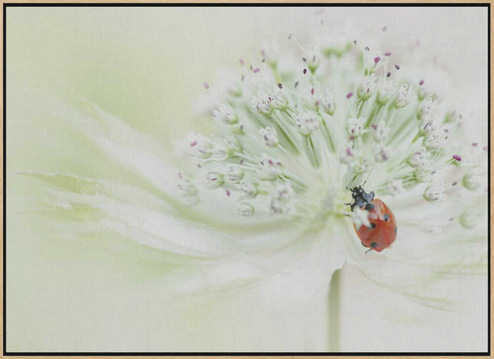 Ladybug on Soft Bloom - Floral Photographic Stretched Canvas Poster or Fine Art Print