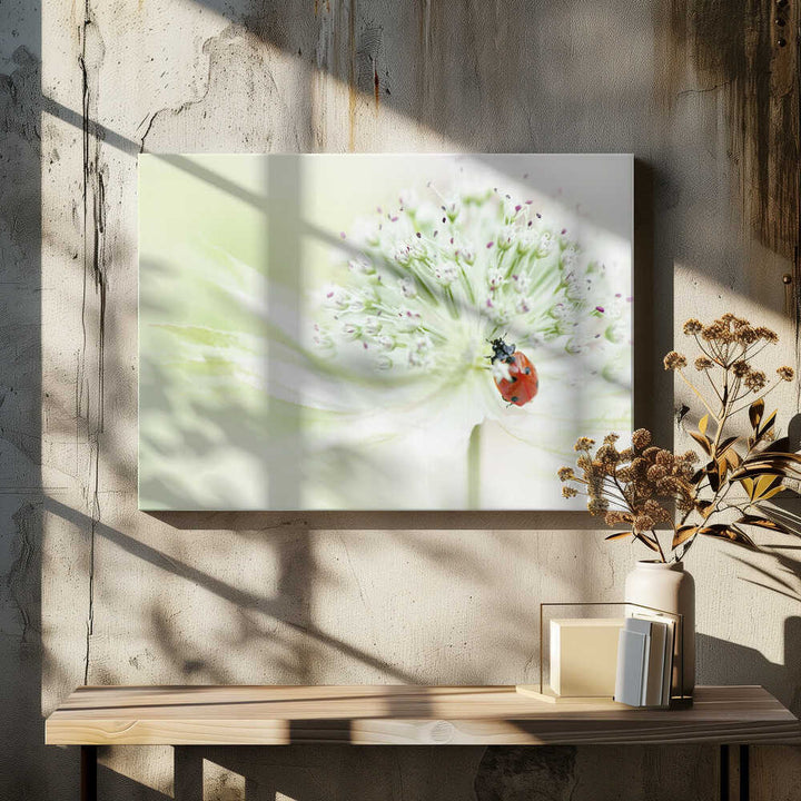 Ladybug on Soft Bloom - Floral Photographic Stretched Canvas Poster or Fine Art Print