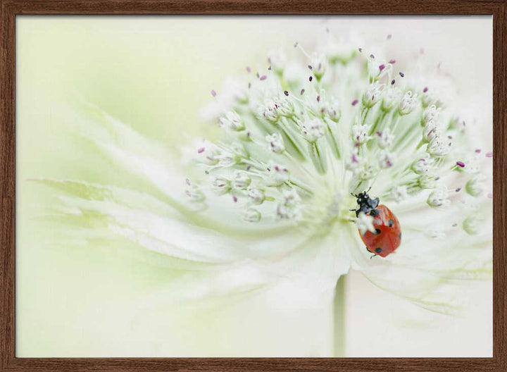 Ladybug on Soft Bloom - Floral Photographic Stretched Canvas Poster or Fine Art Print