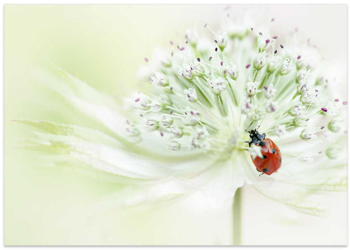Ladybug on Soft Bloom - Floral Photographic Stretched Canvas Poster or Fine Art Print