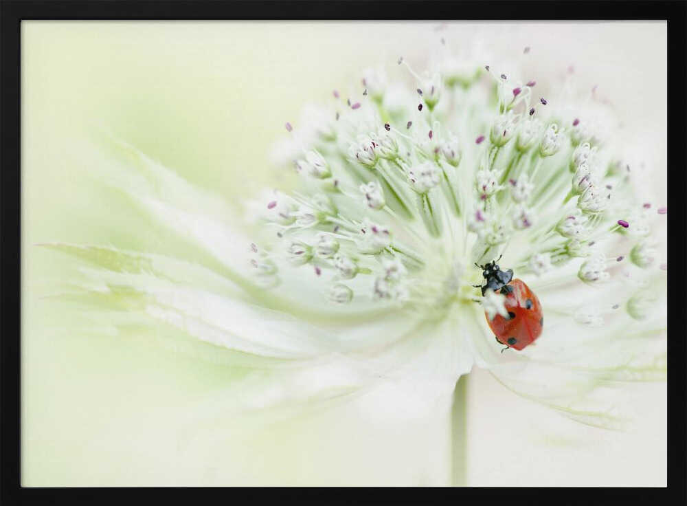 Ladybug on Soft Bloom - Floral Photographic Stretched Canvas Poster or Fine Art Print