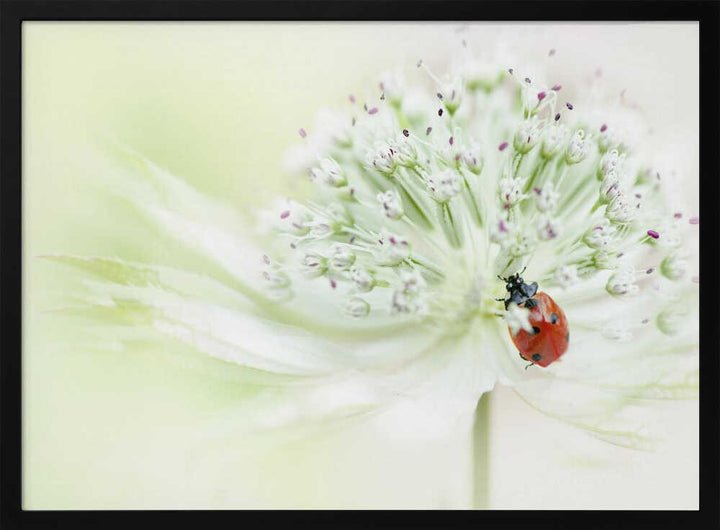 Ladybug on Soft Bloom - Floral Photographic Stretched Canvas Poster or Fine Art Print