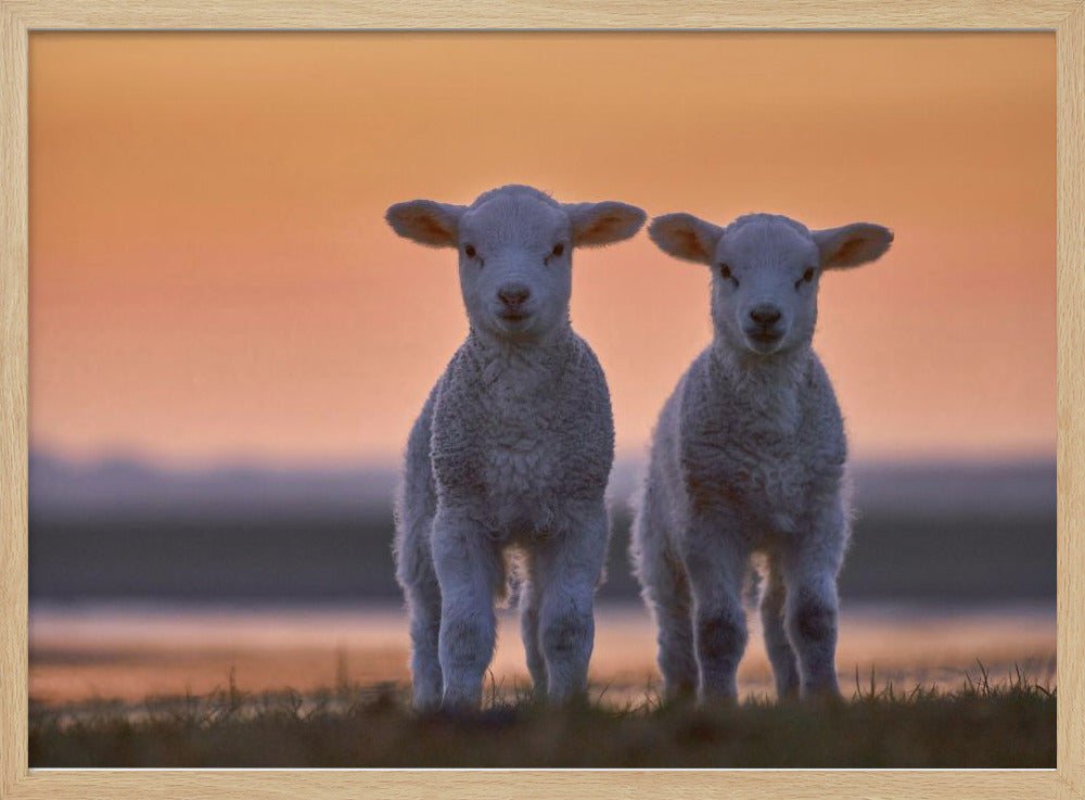 Lamb Twins - Stretched Canvas, Poster or Fine Art Print I Heart Wall Art