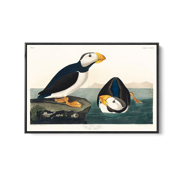 Large-billed Puffin (1827) by John James Audubon - American Natural History Stretched Canvas or Fine Art Print