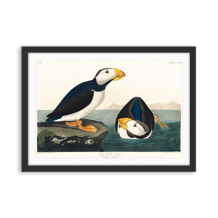 Large-billed Puffin (1827) by John James Audubon - American Natural History Stretched Canvas or Fine Art Print