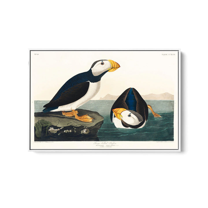 Large-billed Puffin (1827) by John James Audubon - American Natural History Stretched Canvas or Fine Art Print