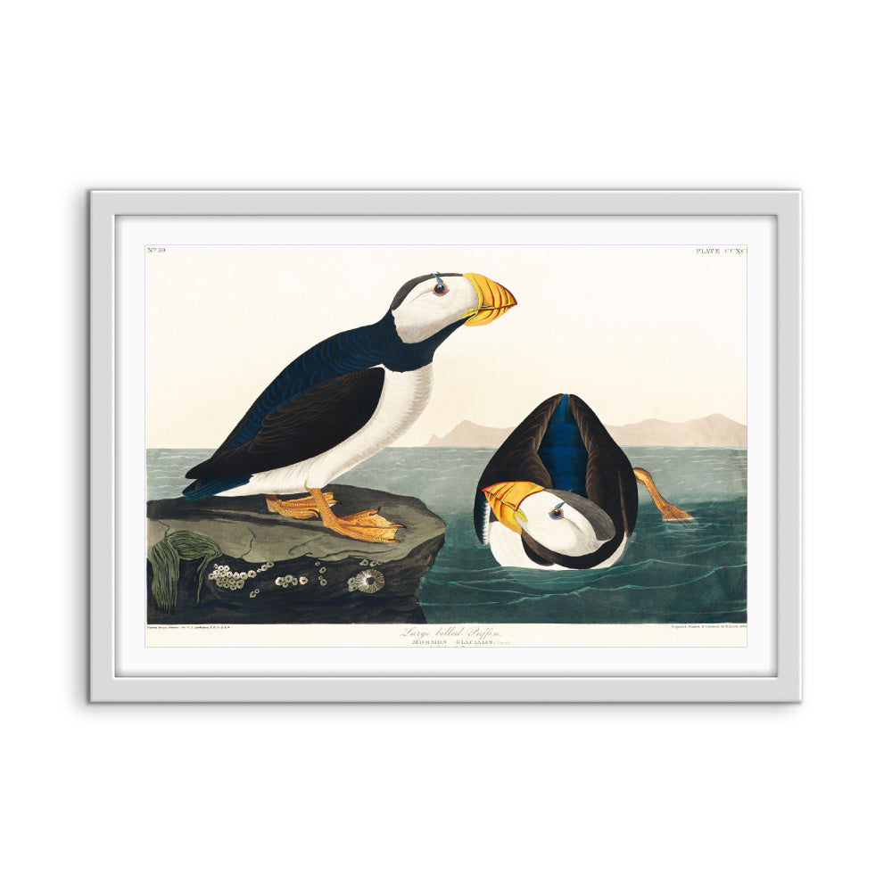 Large-billed Puffin (1827) by John James Audubon - American Natural History Stretched Canvas or Fine Art Print