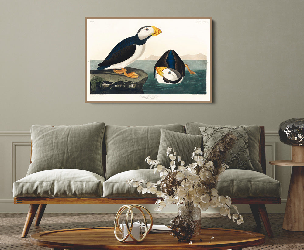 Large-billed Puffin (1827) by John James Audubon - American Natural History Stretched Canvas or Fine Art Print