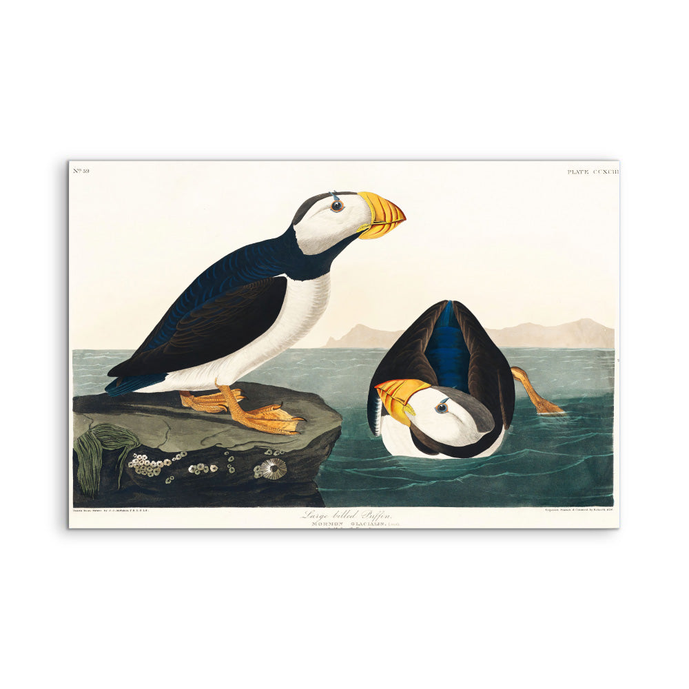 Large-billed Puffin (1827) by John James Audubon - American Natural History Stretched Canvas or Fine Art Print
