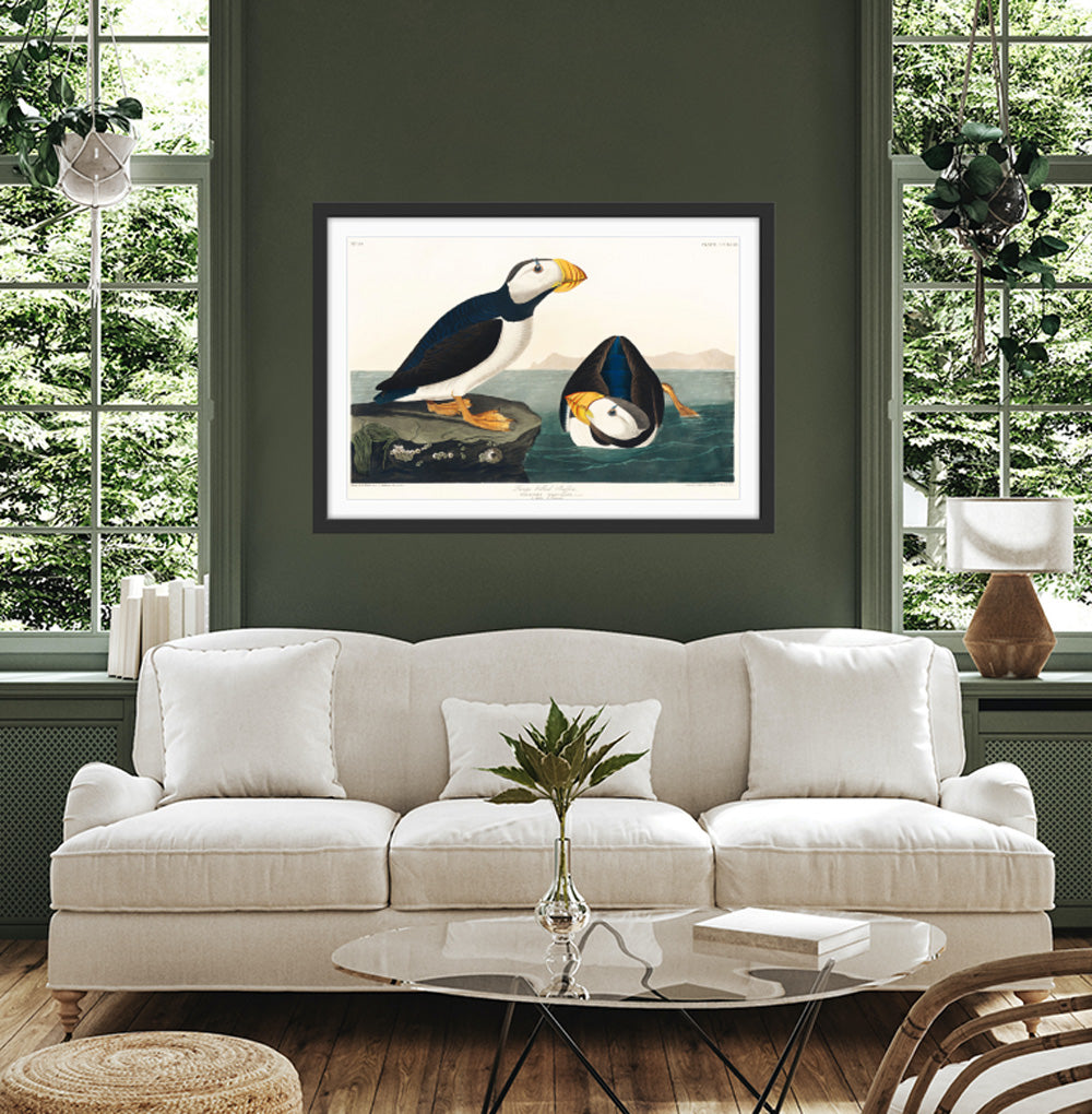 Large-billed Puffin (1827) by John James Audubon - American Natural History Stretched Canvas or Fine Art Print