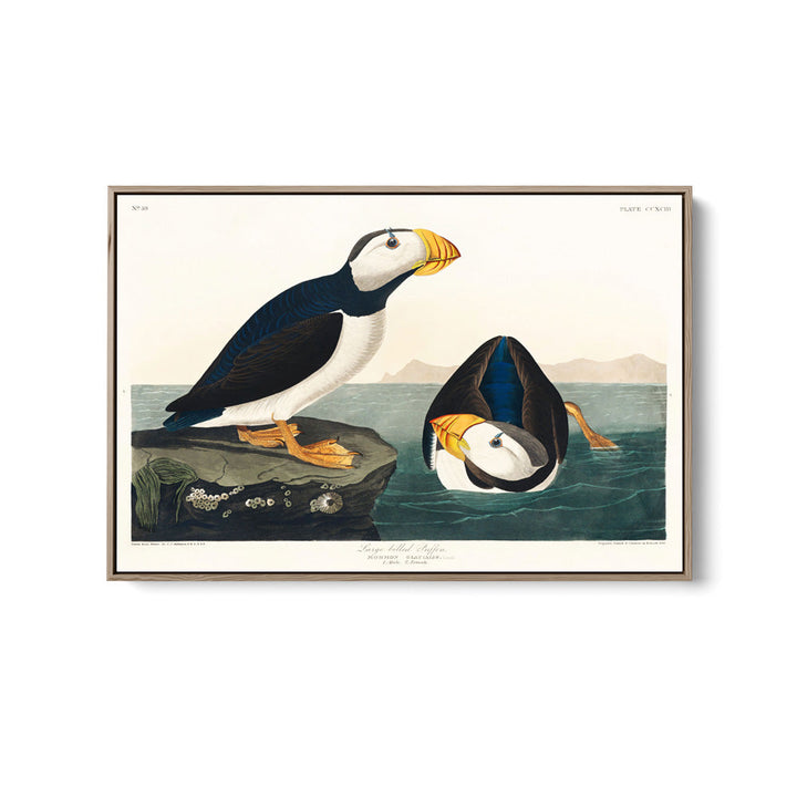 Large-billed Puffin (1827) by John James Audubon - American Natural History Stretched Canvas or Fine Art Print