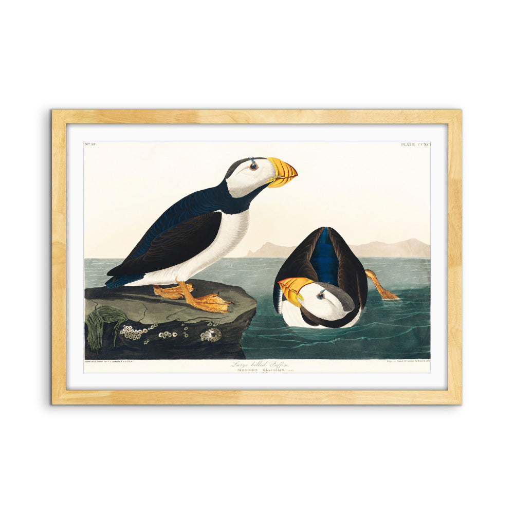 Large-billed Puffin (1827) by John James Audubon - American Natural History Stretched Canvas or Fine Art Print