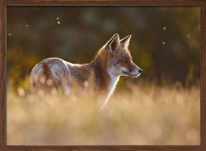 Last Light Fox - Stretched Canvas, Poster or Fine Art Print I Heart Wall Art