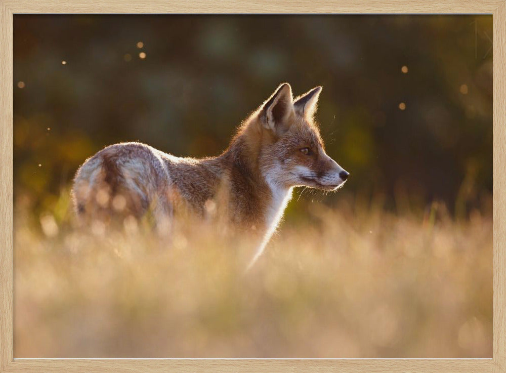 Last Light Fox - Stretched Canvas, Poster or Fine Art Print I Heart Wall Art