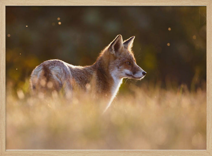 Last Light Fox - Stretched Canvas, Poster or Fine Art Print I Heart Wall Art