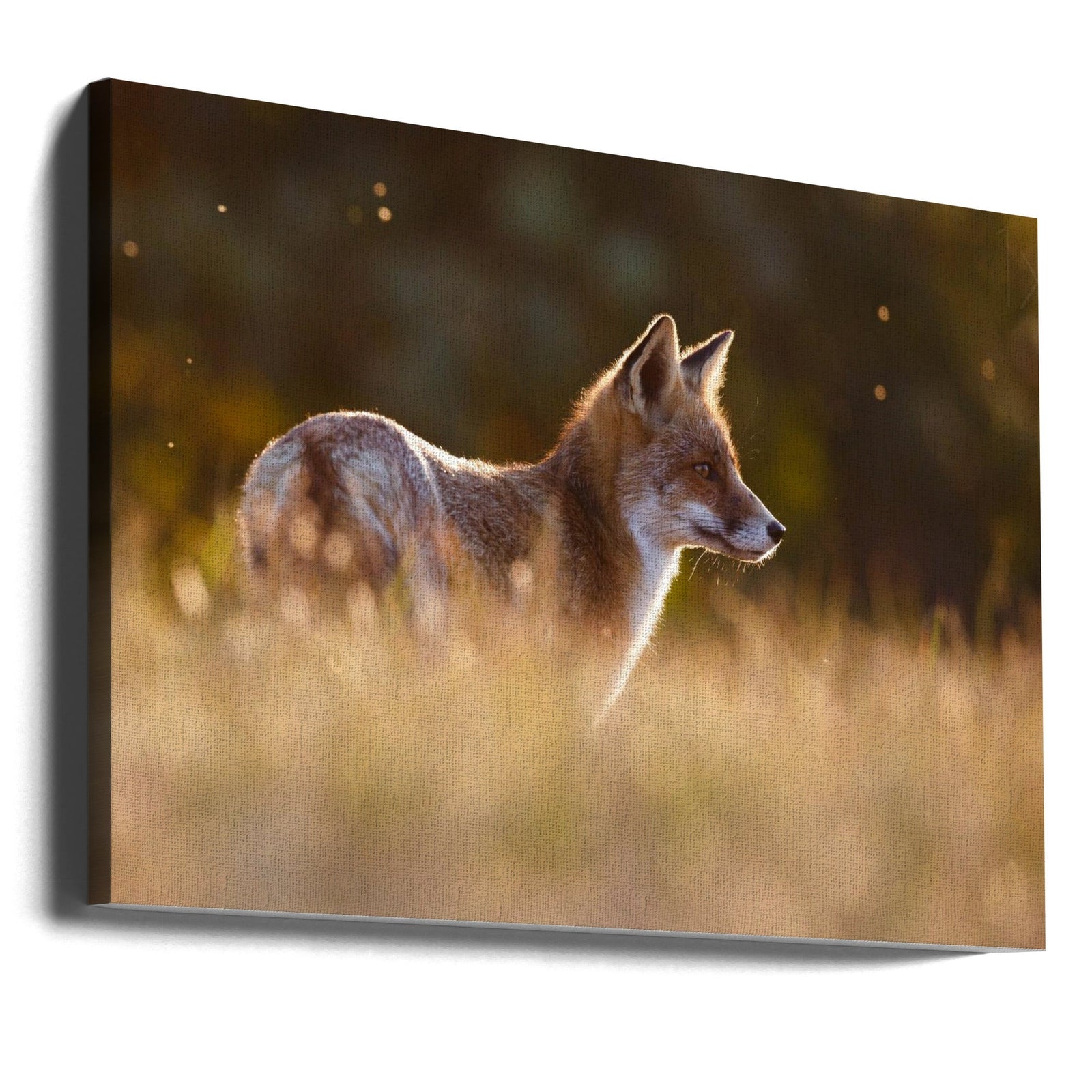 Last Light Fox - Stretched Canvas, Poster or Fine Art Print I Heart Wall Art