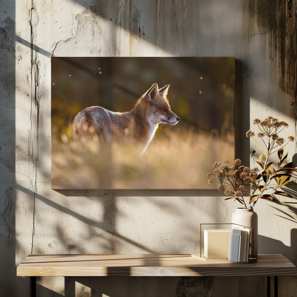 Last Light Fox - Stretched Canvas, Poster or Fine Art Print I Heart Wall Art