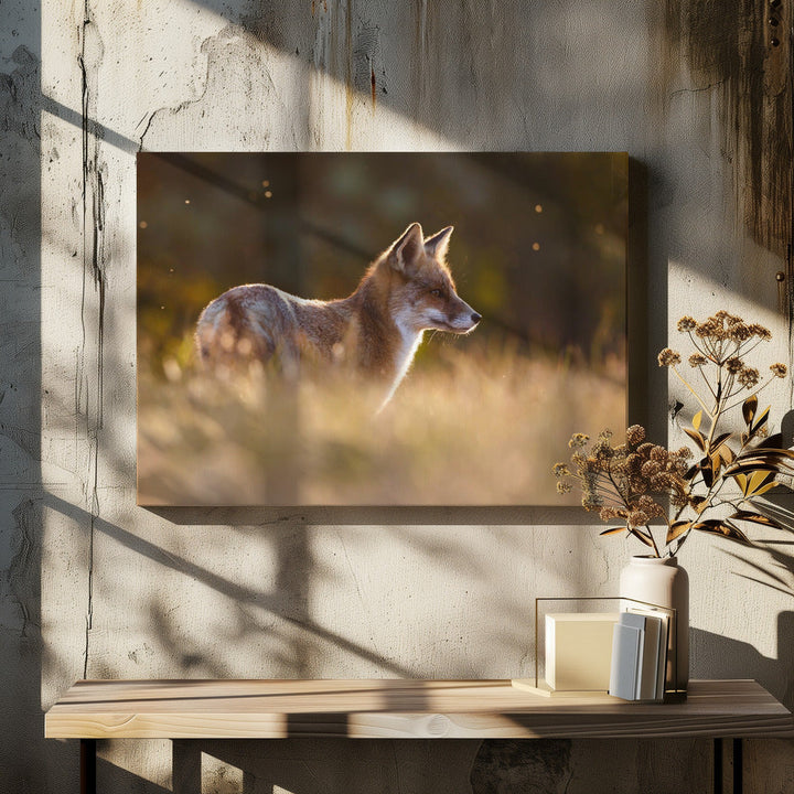 Last Light Fox - Stretched Canvas, Poster or Fine Art Print I Heart Wall Art
