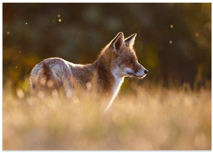 Last Light Fox - Stretched Canvas, Poster or Fine Art Print I Heart Wall Art