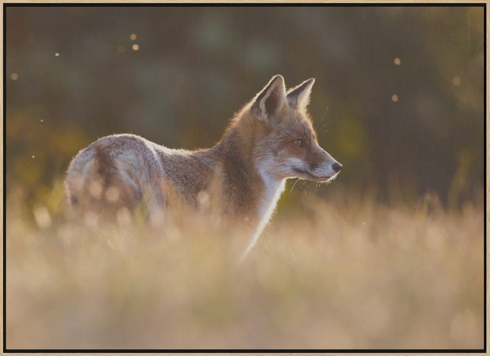 Last Light Fox - Stretched Canvas, Poster or Fine Art Print I Heart Wall Art