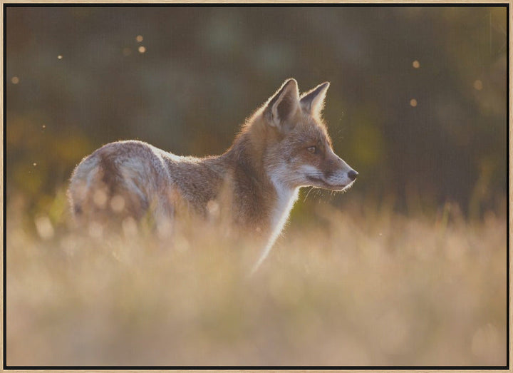 Last Light Fox - Stretched Canvas, Poster or Fine Art Print I Heart Wall Art