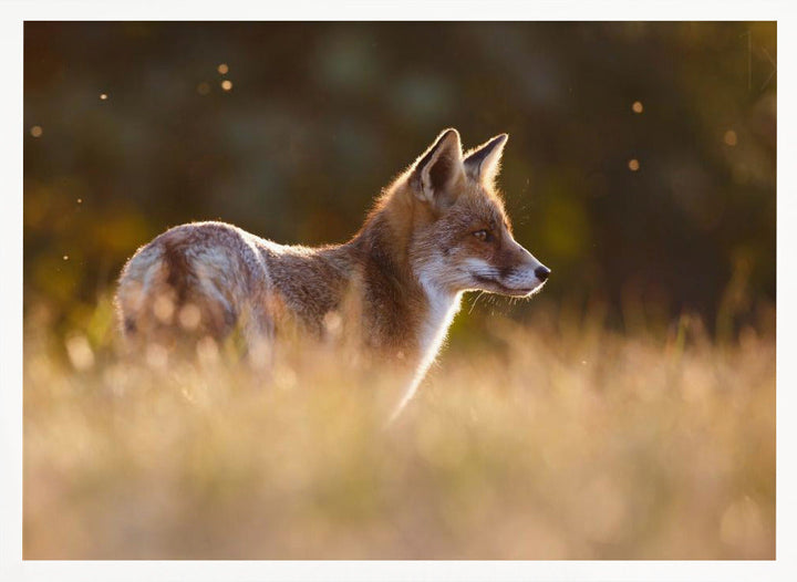 Last Light Fox - Stretched Canvas, Poster or Fine Art Print I Heart Wall Art