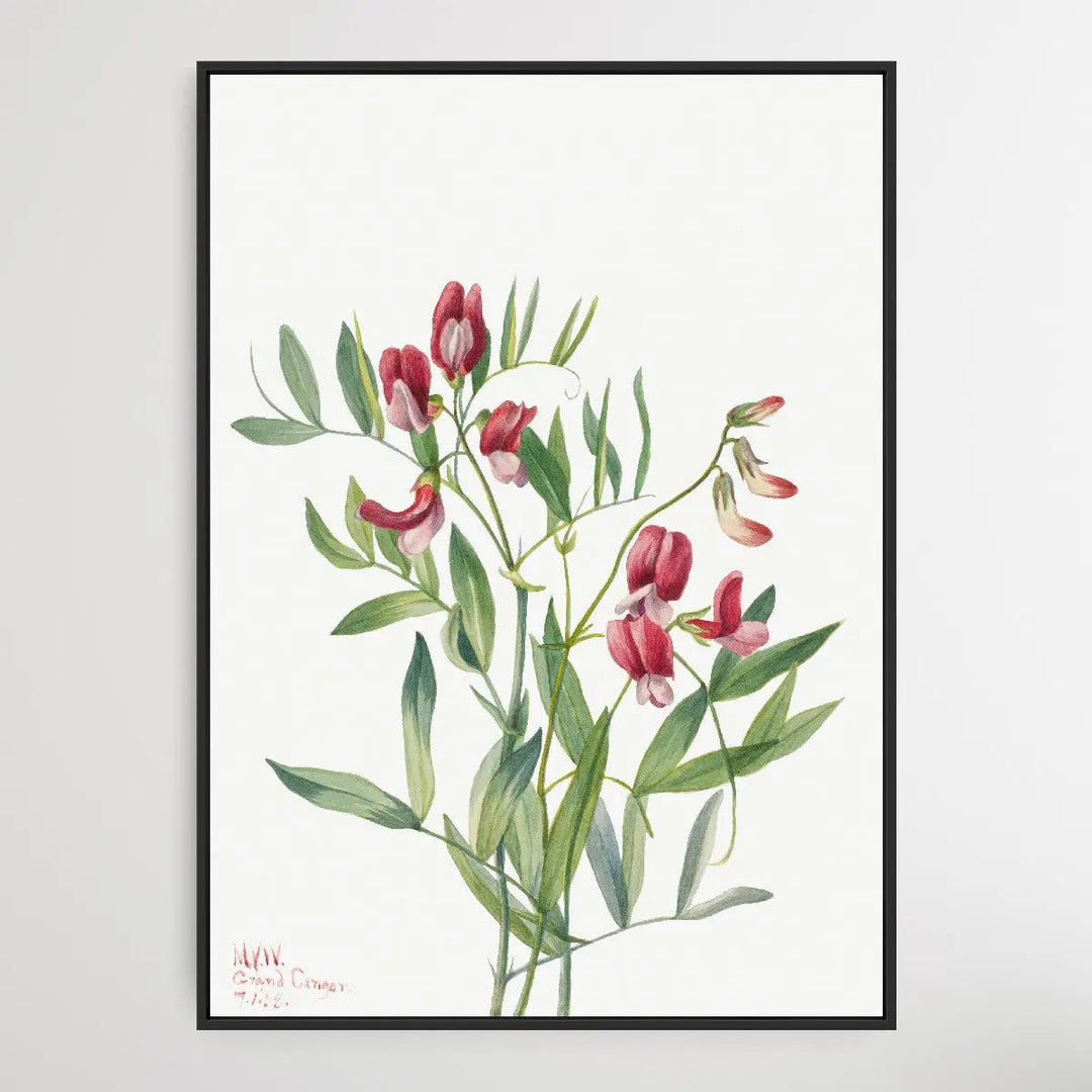 Lathyrus decaphyllus (1938) by Mary Vaux Walcott I Heart Wall Art Australia 