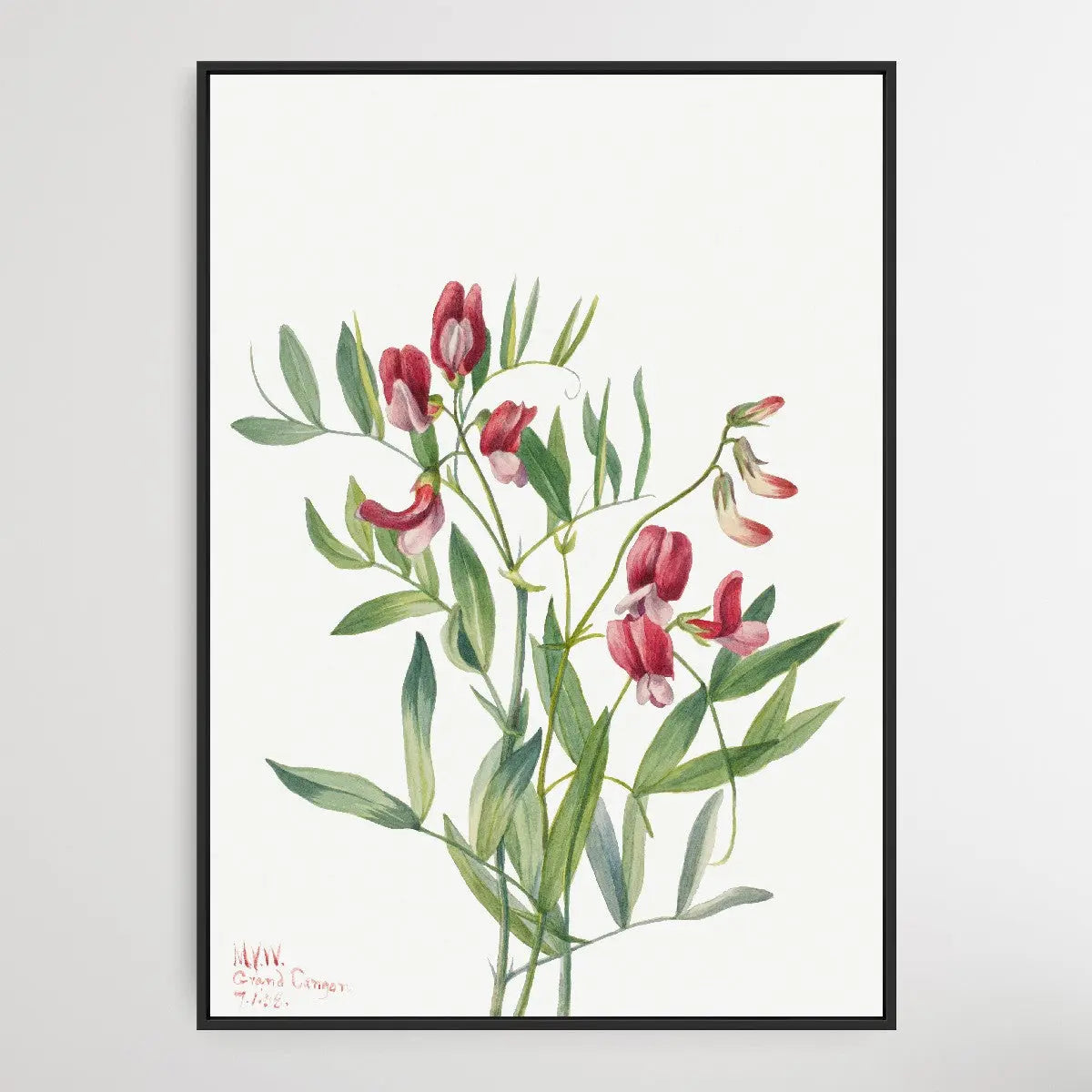 Lathyrus decaphyllus (1938) by Mary Vaux Walcott I Heart Wall Art Australia 