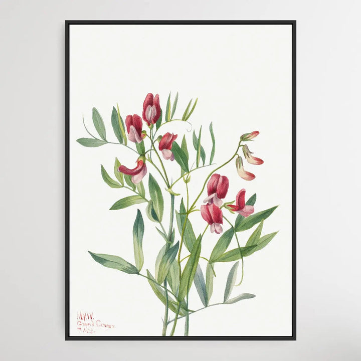 Lathyrus decaphyllus (1938) by Mary Vaux Walcott I Heart Wall Art Australia 