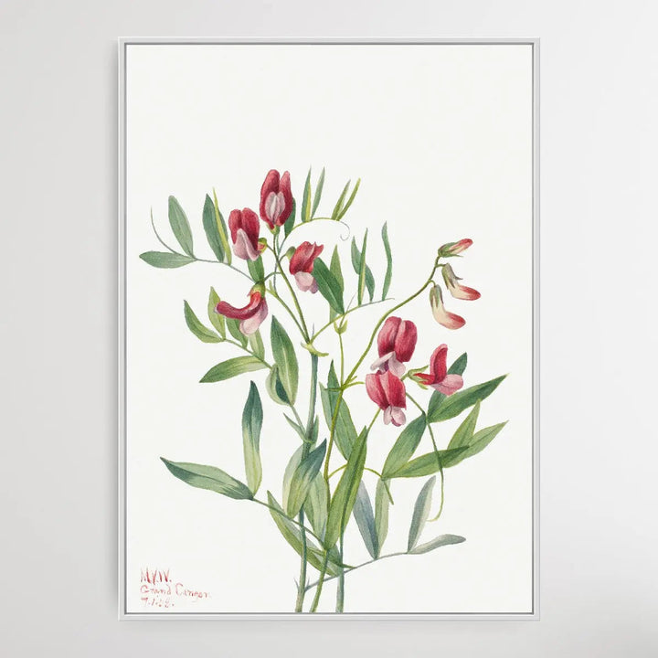 Lathyrus decaphyllus (1938) by Mary Vaux Walcott I Heart Wall Art Australia 