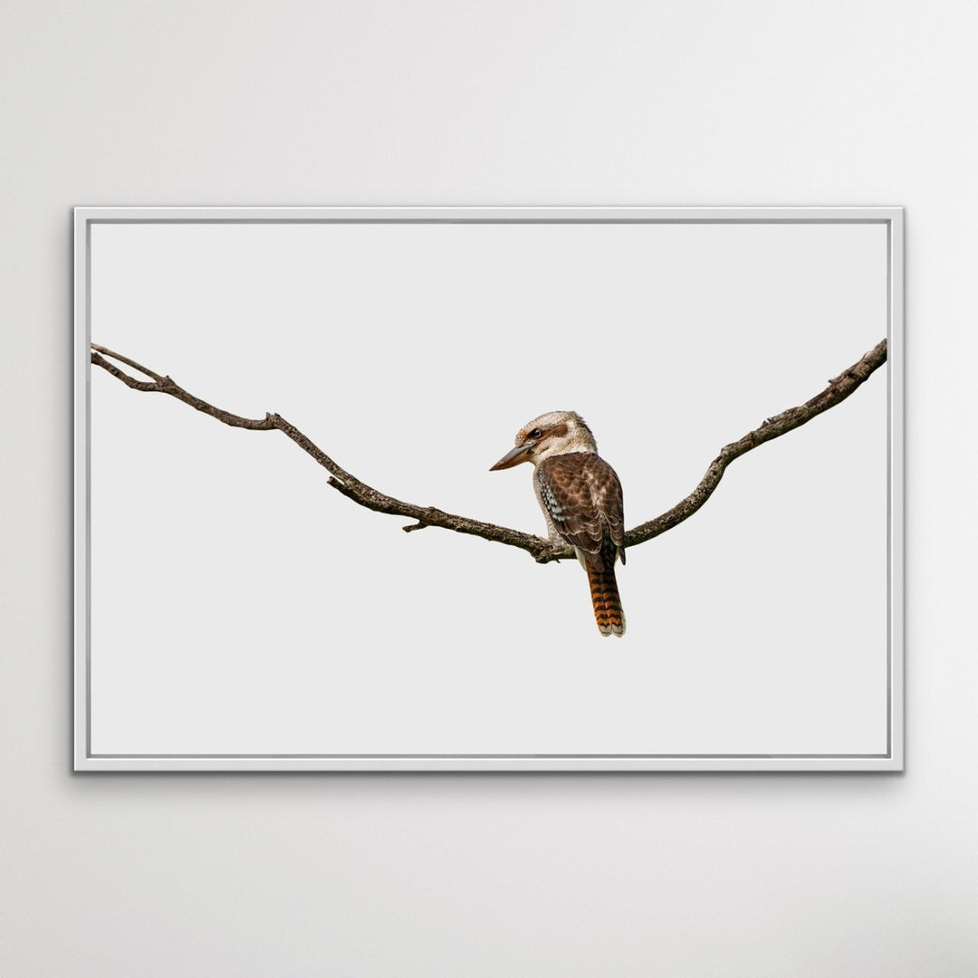 Laugh Kookaburra Laugh- Australian Native Bird Canvas or Art Print - I Heart Wall Art