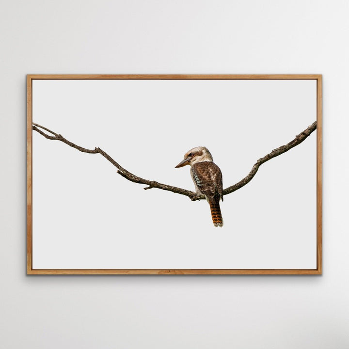 Laugh Kookaburra Laugh- Australian Native Bird Canvas or Art Print - I Heart Wall Art