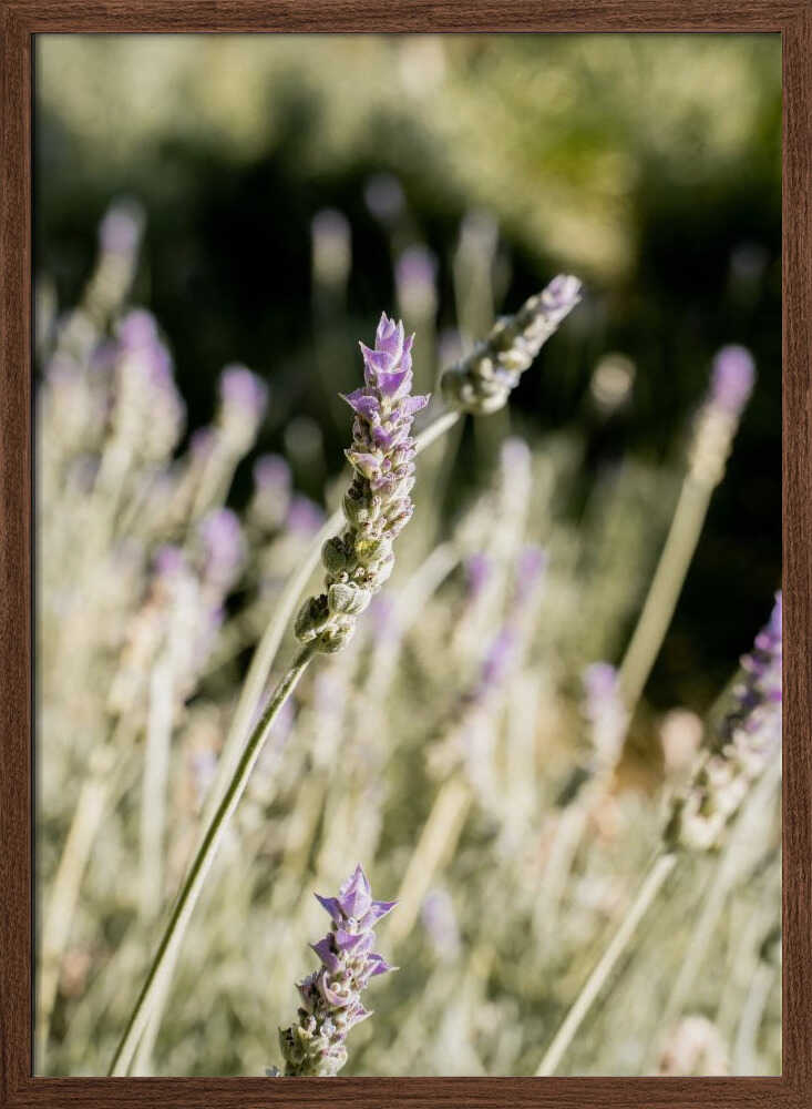 Lavender - Stretched Canvas, Poster or Fine Art Print - I Heart Wall Art - Poster Print, Canvas Print or Framed Art Print