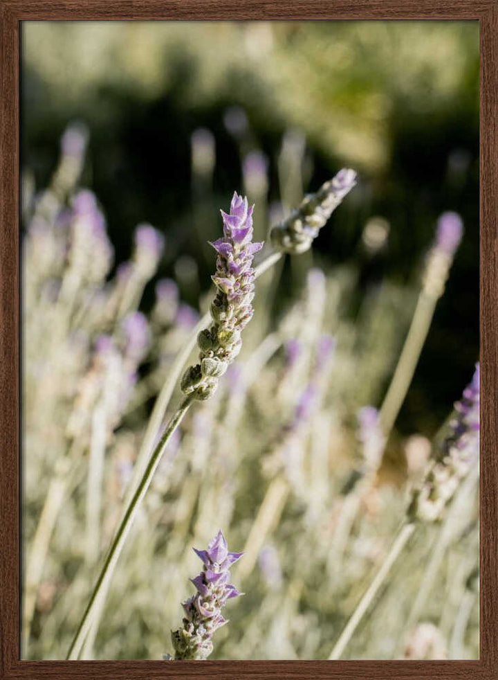 Lavender - Stretched Canvas, Poster or Fine Art Print - I Heart Wall Art - Poster Print, Canvas Print or Framed Art Print
